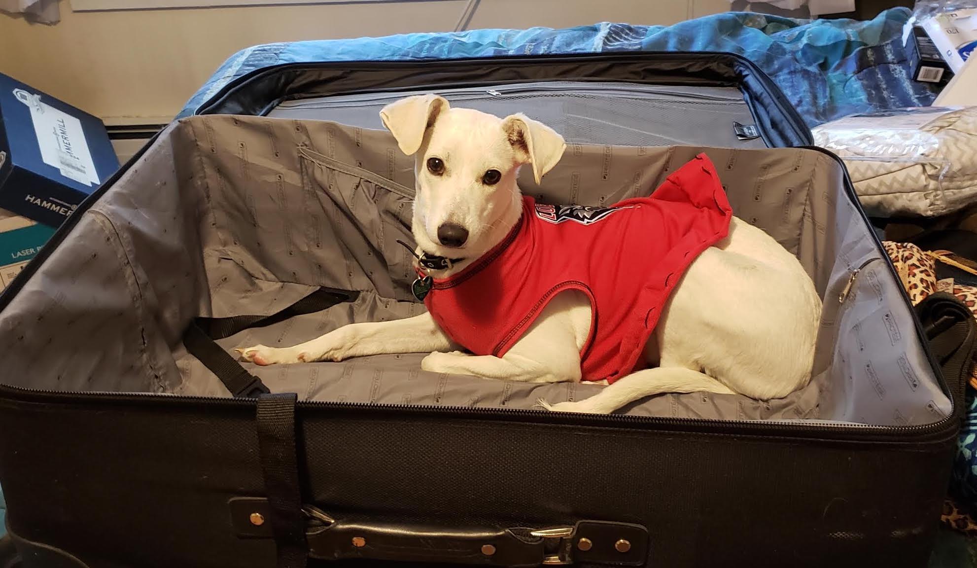 Everything You Need to Know About Rescuing a Dog Overseas